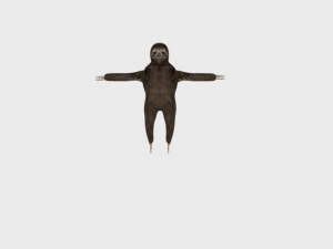 sloth rigged low poly 3Dモデル
