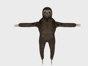 sloth rigged low poly 3D Model