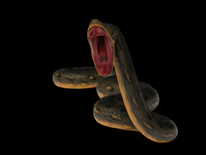 Anaconda rigged low poly Modèle 3D