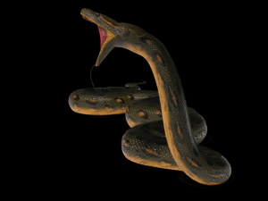 Anaconda rigged low poly Modèle 3D