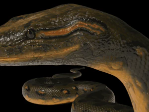 Anaconda rigged low poly 3D Model