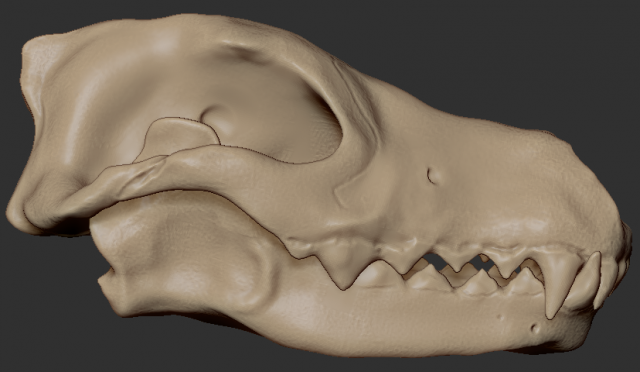wolf skull Model 3D .c4d .max .obj .3ds .fbx .stl .blend