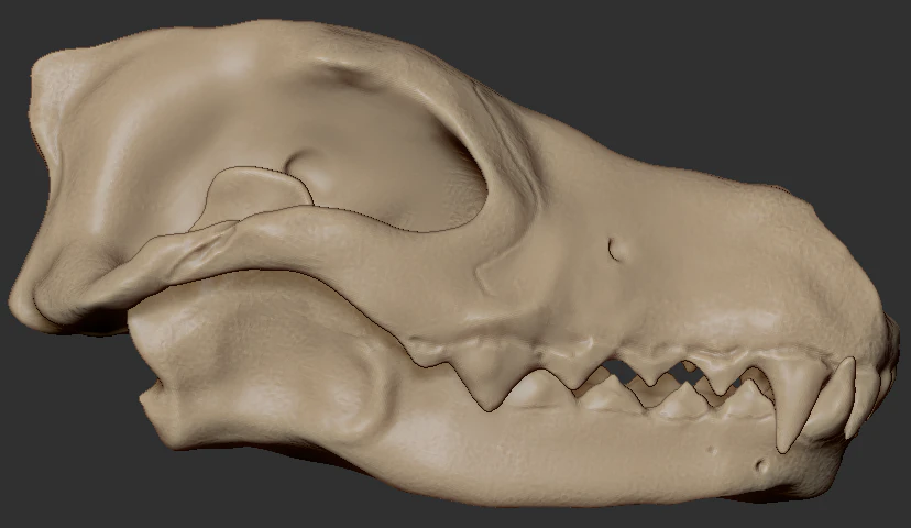 wolf skull 3D Model .c4d .max .obj .3ds .fbx .stl .blend 
