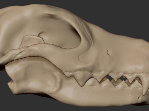 teschio di lupo Modello 3D