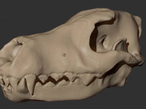 wolf skull Model 3D