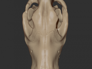 wolf skull Model 3D