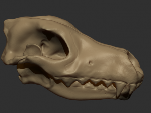 wolf skull Model 3D