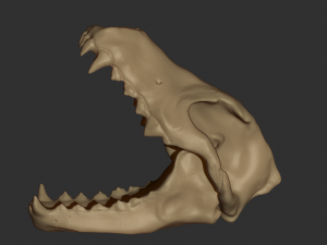 wolf skull Model 3D