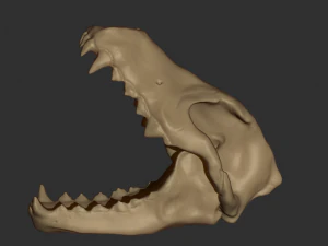 wolf skull 3D Model