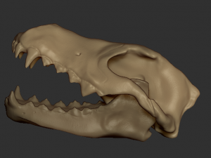 wolf skull Model 3D