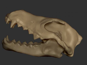 wolf skull 3D Model