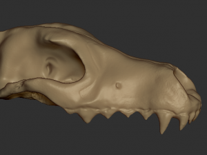 wolf skull Model 3D