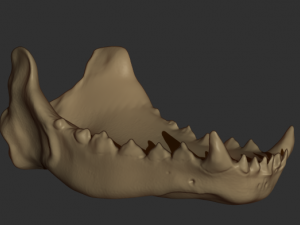 wolf skull Model 3D