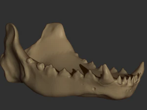 wolf skull 3D Model