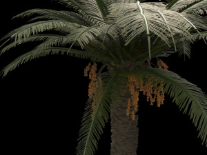 palm trees pack 3D मॉडल