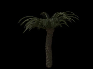 palm trees pack 3D Model