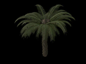 palm trees pack 3D Model