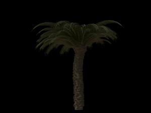 palm trees pack 3D मॉडल