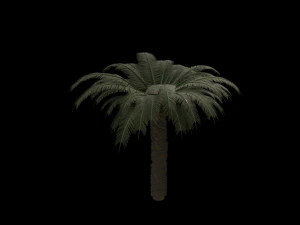 palm trees pack 3D Model