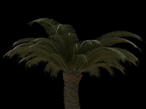 palm trees pack 3D मॉडल