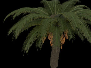 palm trees pack 3D Model