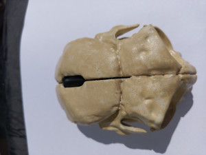 computer mouse skull Modelo de Impressão 3D