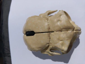 computer mouse skull 3D Print Model