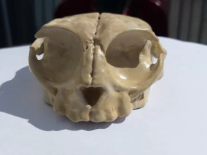 computer mouse skull 3D Print Model