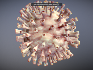 coronavirus 3D Model