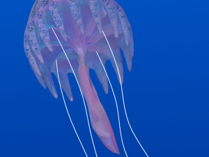 jellyfish Modelo 3D