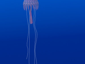 jellyfish Modelo 3D