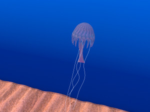jellyfish Modelo 3D