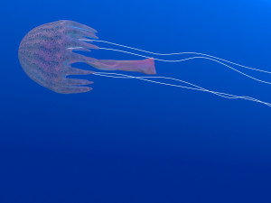 jellyfish Modelo 3D