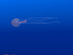 jellyfish Modelo 3D