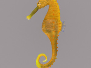seahorse 3D Model