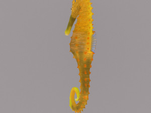 seahorse Modèle 3D