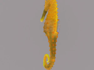 caballito de mar Modelo 3D