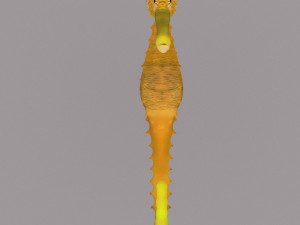 seahorse Modèle 3D