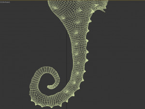 seahorse Modèle 3D