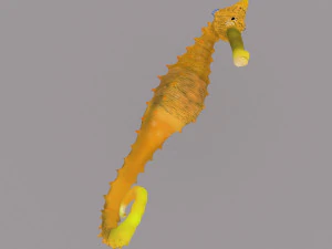 caballito de mar Modelo 3D