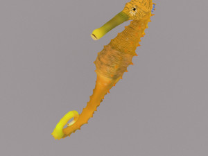 seahorse Modèle 3D