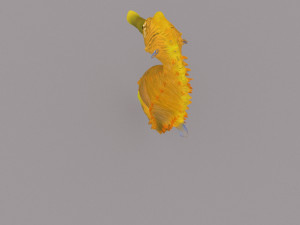 seahorse Modèle 3D
