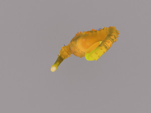 seahorse Modèle 3D