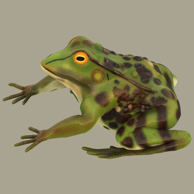 frog 3D Model .c4d .max .obj .3ds .fbx .stl .blend 