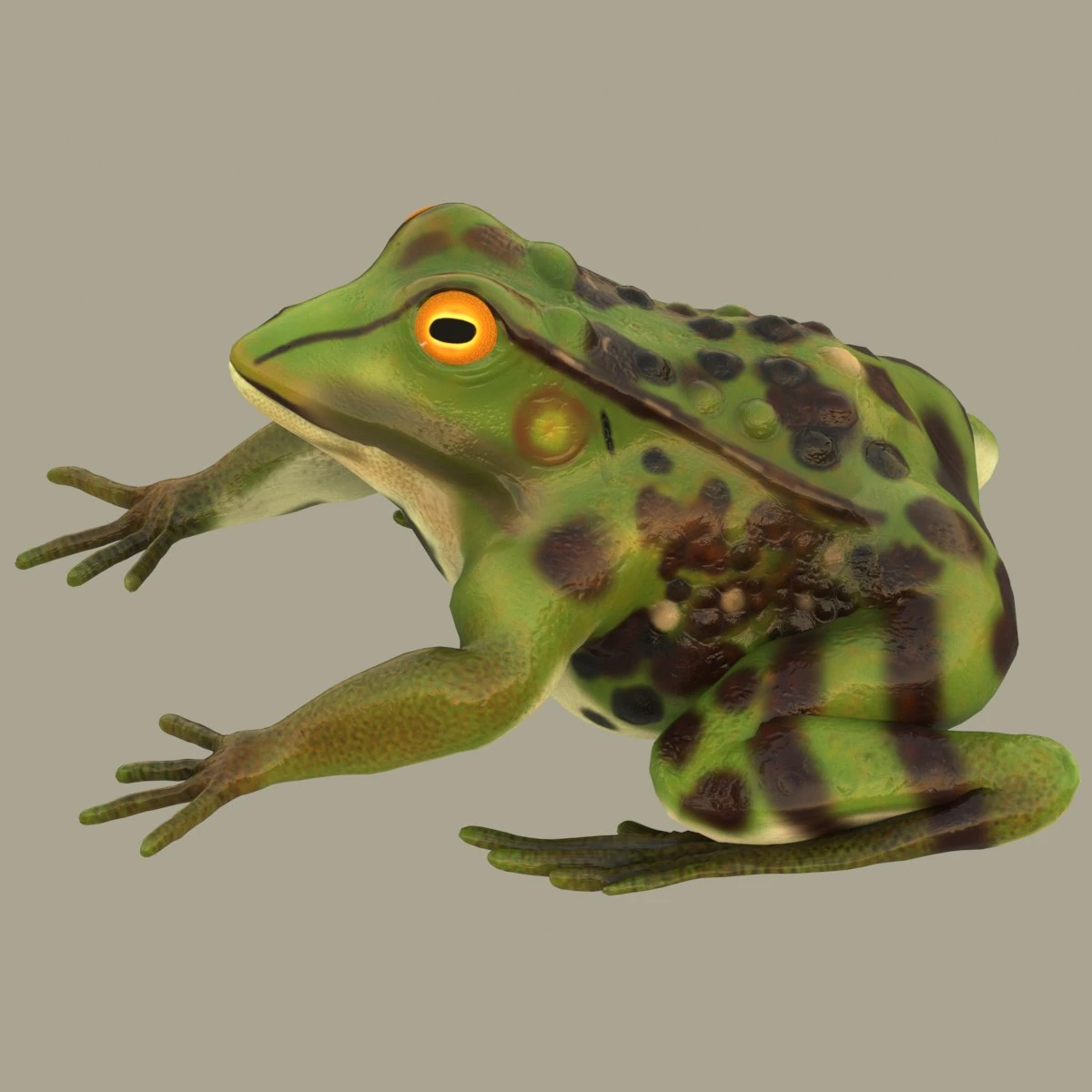 frog 3D Model .c4d .max .obj .3ds .fbx .stl .blend