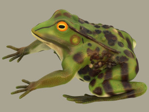 frog 3D Model