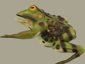 frog 3D Model