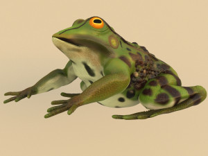 frog 3D Model