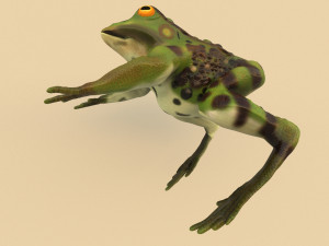 frog 3D Model