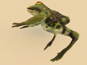 frog 3D Model